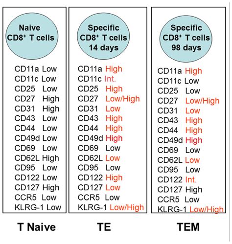 Frontiers | Relevance of long-lived CD8+ T effector memory cells for ...