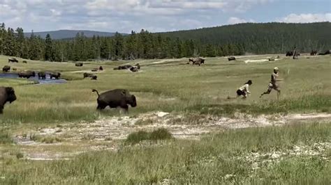 Yellowstone Tourist Trips And Falls When Charging Bison Takes After Her ...