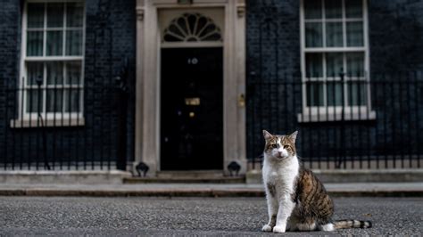 5 Facts About Larry the Cat, the UK’s Chief Mouser | Mental Floss