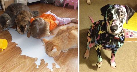 147 Reasons Why You Shouldn’t Leave Your Pets With Kids | Bored Panda