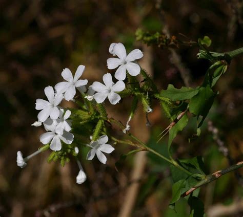 Flora of Zimbabwe: Species information: individual images: Plumbago zeylanica