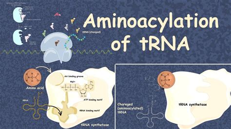 aminoacyl trna synthetase animation - merianswriting