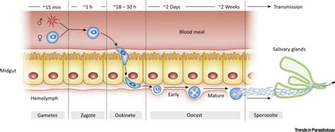 Plasmodium Oocysts: Overlooked Targets of Mosquito Immunity: Trends in ...