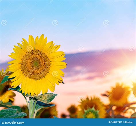 Beautiful Sunflowers in the Field Natural Background Stock Image - Image of crops, light: 144427413