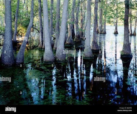 Black Tupelo trees (Blackgum), Audubon Swamp Garden, Magnolia Plantation & Garden, Charleston ...