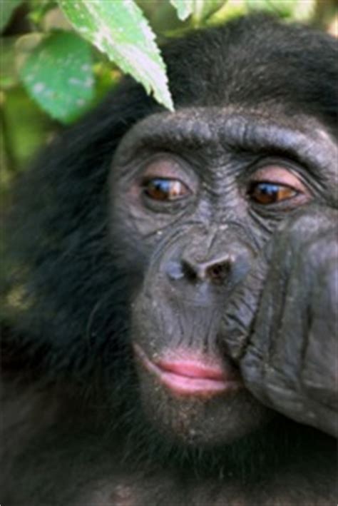 Bonobo Conservation Initiative Australia