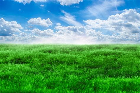 Green Grass And Blue Sky Free Stock Photo - Public Domain Pictures