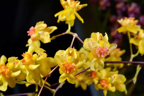 Oncidium Twinkle 'CT Golden Fantasy' Oncidium, Orchidaceae, Big Island ...