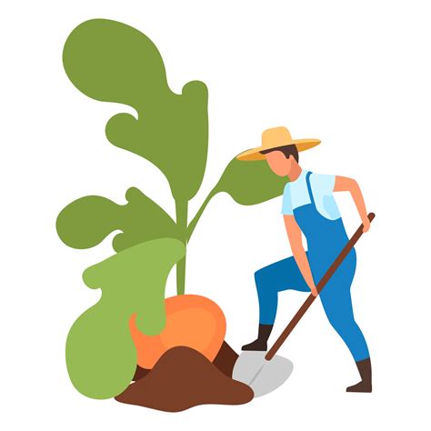 Autumn harvest flat vector illustration. Farmer harvesting big turnip with shovel cartoon ...