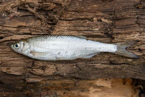 Bleak fish stock photo. Image of freshness, bleak, alburnus - 33476628