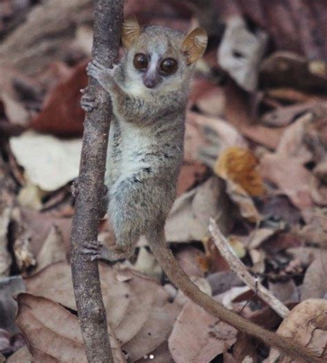 200 Words: Fun facts about the mouse lemur - Duke Lemur Center