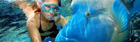 Snorkeling barrier reef - Cairns Discount Tours