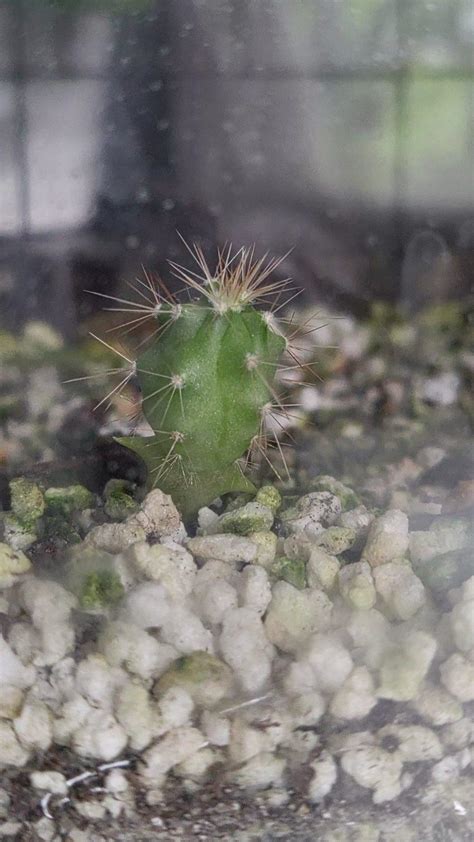 How to Grow Cactus from Seeds - Kalie Stephan