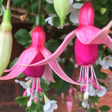 Fuchsia 'Garden News', Fuchsia 'Garden News' - uploaded by @cmottley10