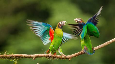 Lovebirds Wallpaper (56+ images)