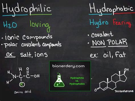 Hydrophilic vs. Hydrophobic | Hydrophobic, Biology notes, Amino acids