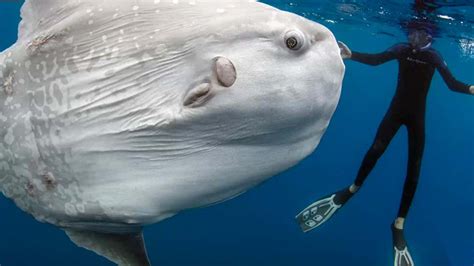 New Species Is 5,000 Pounds of Freaky Fish - Videos from The Weather ...