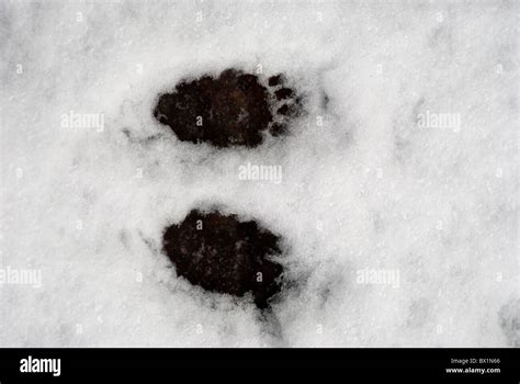 Badger footprint in the snow Stock Photo - Alamy