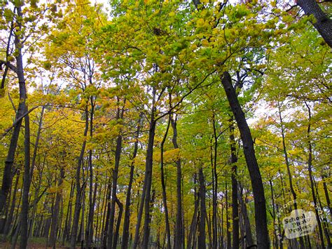 FREE Maple Trees Canopy Photo, Fall Foliage Picture, Autumn Panorama, Royalty-Free Landscape ...