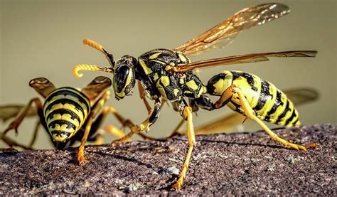 Yellowjacket Wasps Photograph by Wes Iversen - Pixels