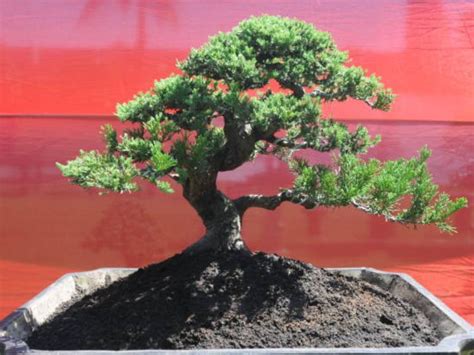 Best Juniper Bonsai Soil Guide - Optimal Growth Choices