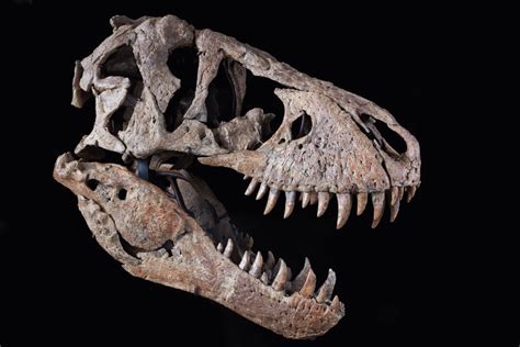 Tyrannosaurus Rex Skull | Maximus Rex | 2022 | Sotheby's