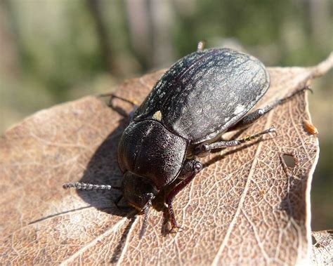 Darkling Beetle - Learn About Nature