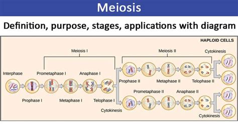 Meiosis 1 Diagram Labeled