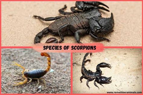 How Many Species of Scorpions Are There ? - Remember Animals