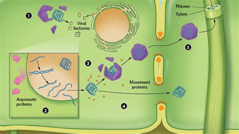 Plant Cell Wall Virus / Sebastian Schornack On Twitter Fig 1d Fig 2 ...