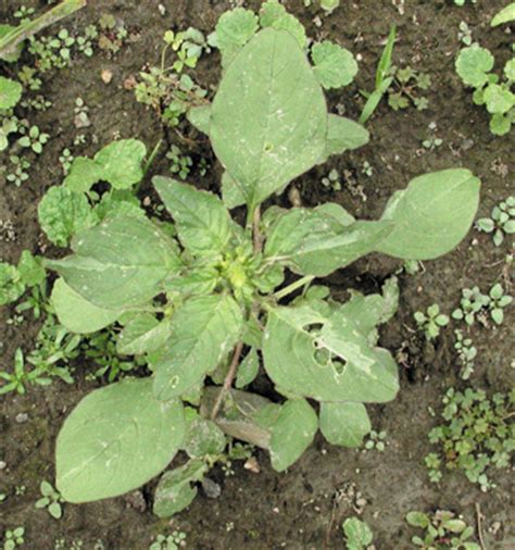 Common Garden Weeds Uk : Common Weeds Uk High Resolution Stock Photography And Images Alamy ...