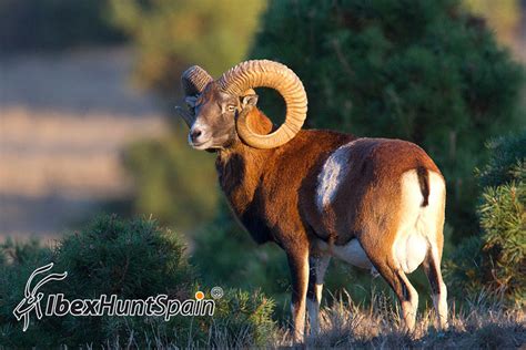 Iberian Mouflon Sheep Hunt in Spain