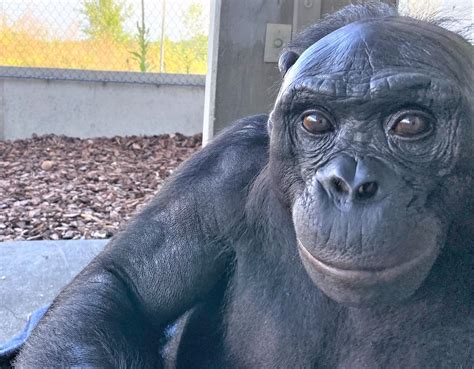 Kanzi, the world's most famous bonobo, turns 40 • Iowa Capital Dispatch