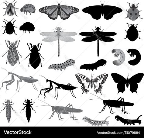 Insects Clipart Black And White