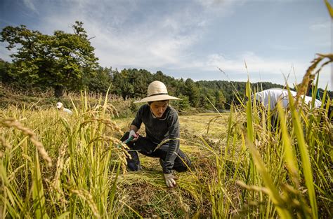 Harvesting Rice by Hand in Korea – Patrick M. Lydon