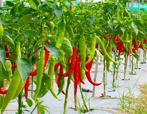 How to grow chilli peppers (Video Inside)