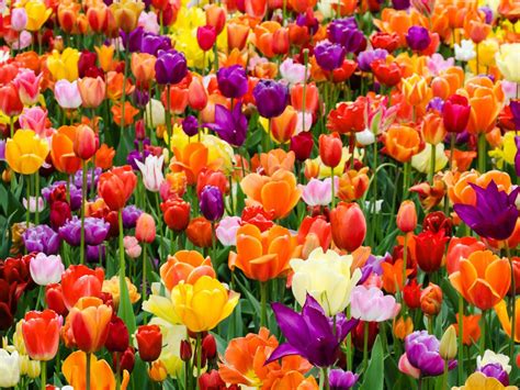 Growing Tulips – Care And Tulip Planting Tips | Growing tulips, Planting tulips, Tulip bulbs