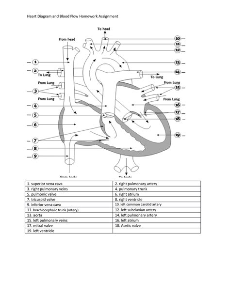 Free blood flow worksheet, Download Free blood flow worksheet png ...