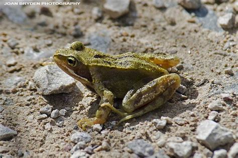 Common frog | British wildlife, Forest animals, Common frog