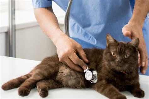 Heart Murmur in Cats: Everything You Should Know | Newtown Vets