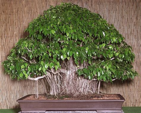 Weeping Fig Tree (Ficus Benjamina) | BONSAI | Pinterest