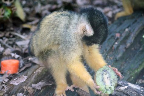 Squirrel Monkey and kiwi | discovery | quillshadow | Flickr