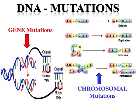 PPT - DNA - MUtations PowerPoint Presentation, free download - ID:237113