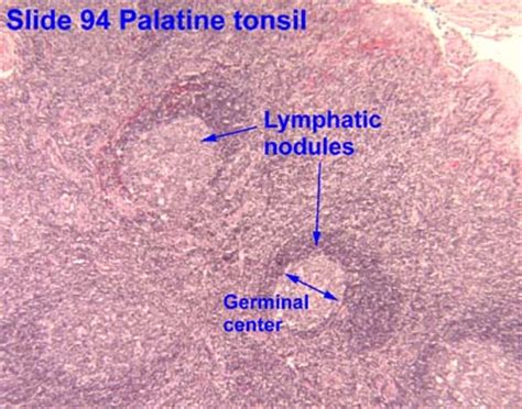 Tonsil Histology Labeled