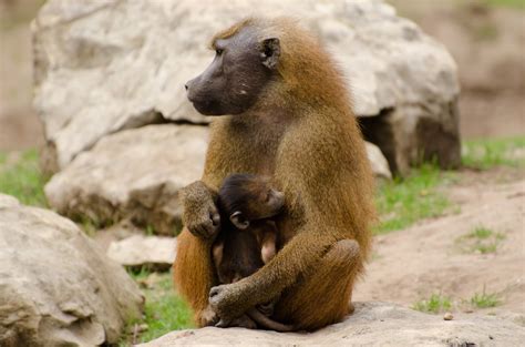 Guinea Baboons - Animals Free Stock Photo - Public Domain Pictures