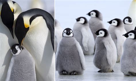 Adorable baby penguin gets a kiss from mother | Daily Mail Online