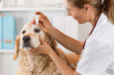 Veterinary Medicine Manufacturers in India | Veterinary Third Party Firms