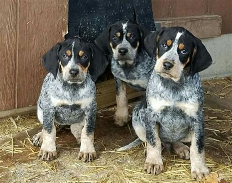 Bluetick Coonhound Puppies / 12 Coonhounds Too Floppy for Their Own ...