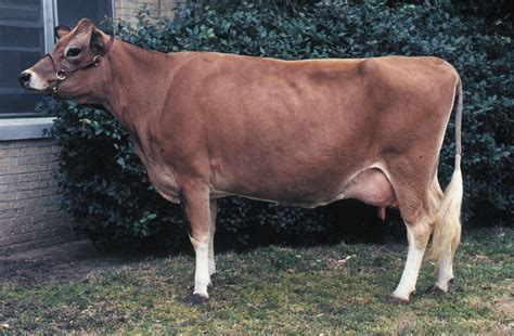 Jersey | Milk Production, Dairy Farming & Livestock | Britannica