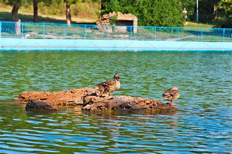 Duck Family | Background Stock Photos ~ Creative Market